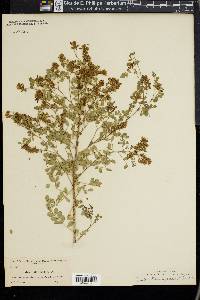 Dalea domingensis image