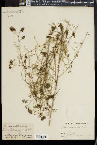 Dalea domingensis image