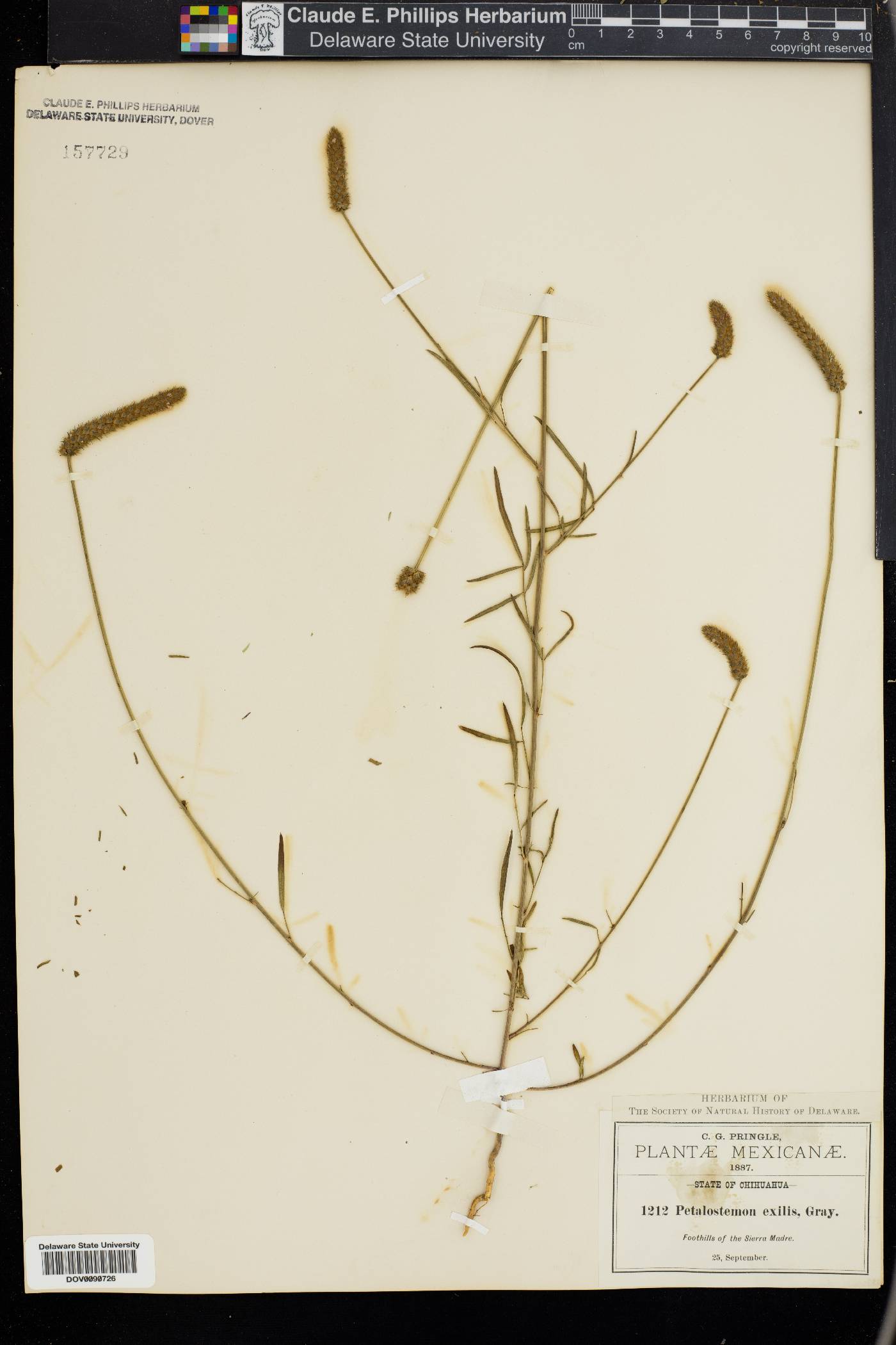 Dalea exilis image