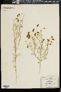 Dalea filiformis image