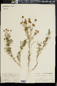 Dalea frutescens image