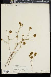 Dalea microphylla image