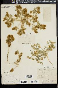 Dalea microphylla image