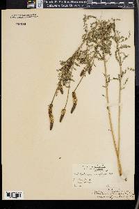 Dalea phleoides image