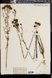 Dalea pinnata image