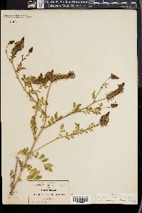 Dalea uncifera image