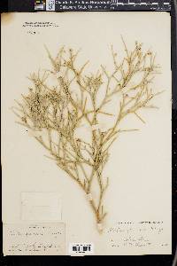 Psorothamnus spinosus image