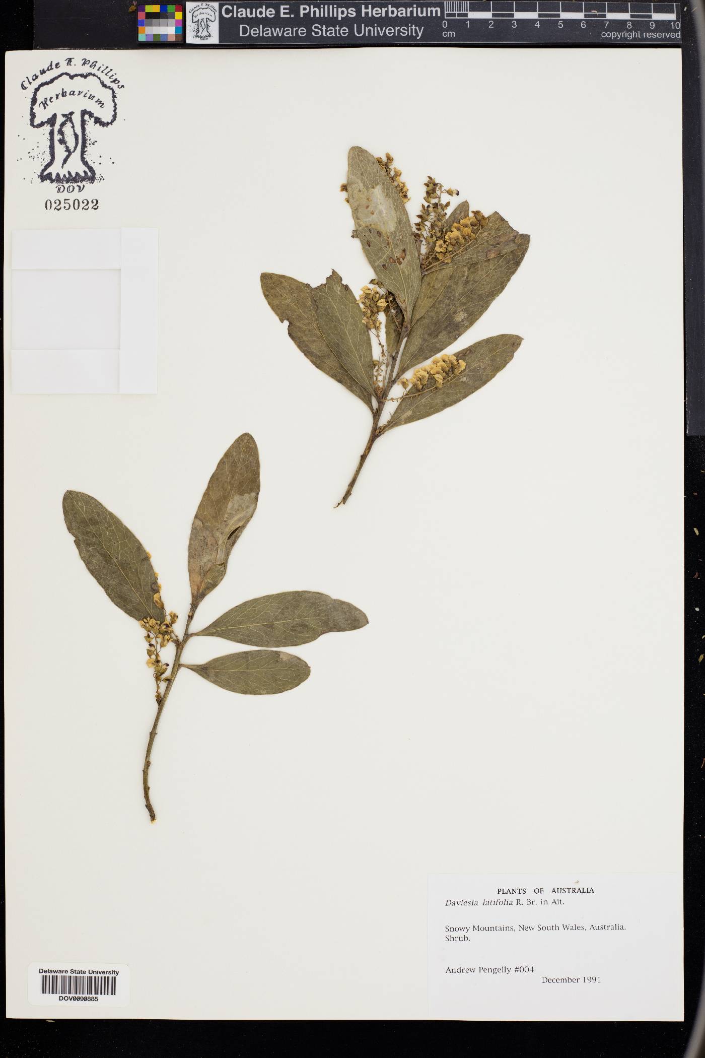 Daviesia latifolia image