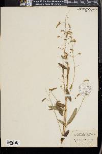 Desmodium arizonicum image