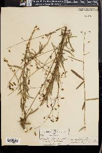 Desmodium arizonicum image