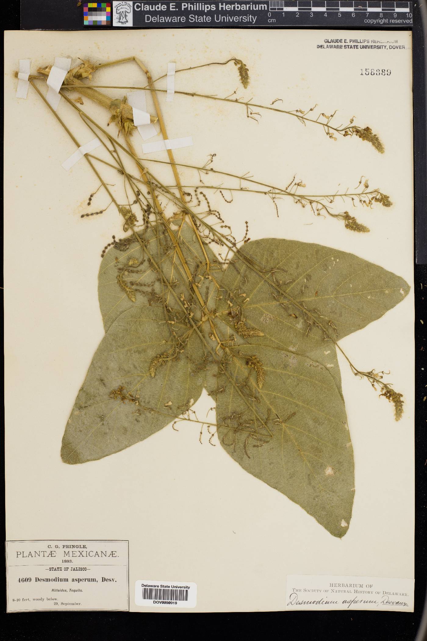 Desmodium asperum image