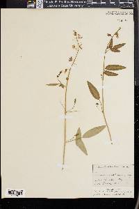 Desmodium batocaulon image