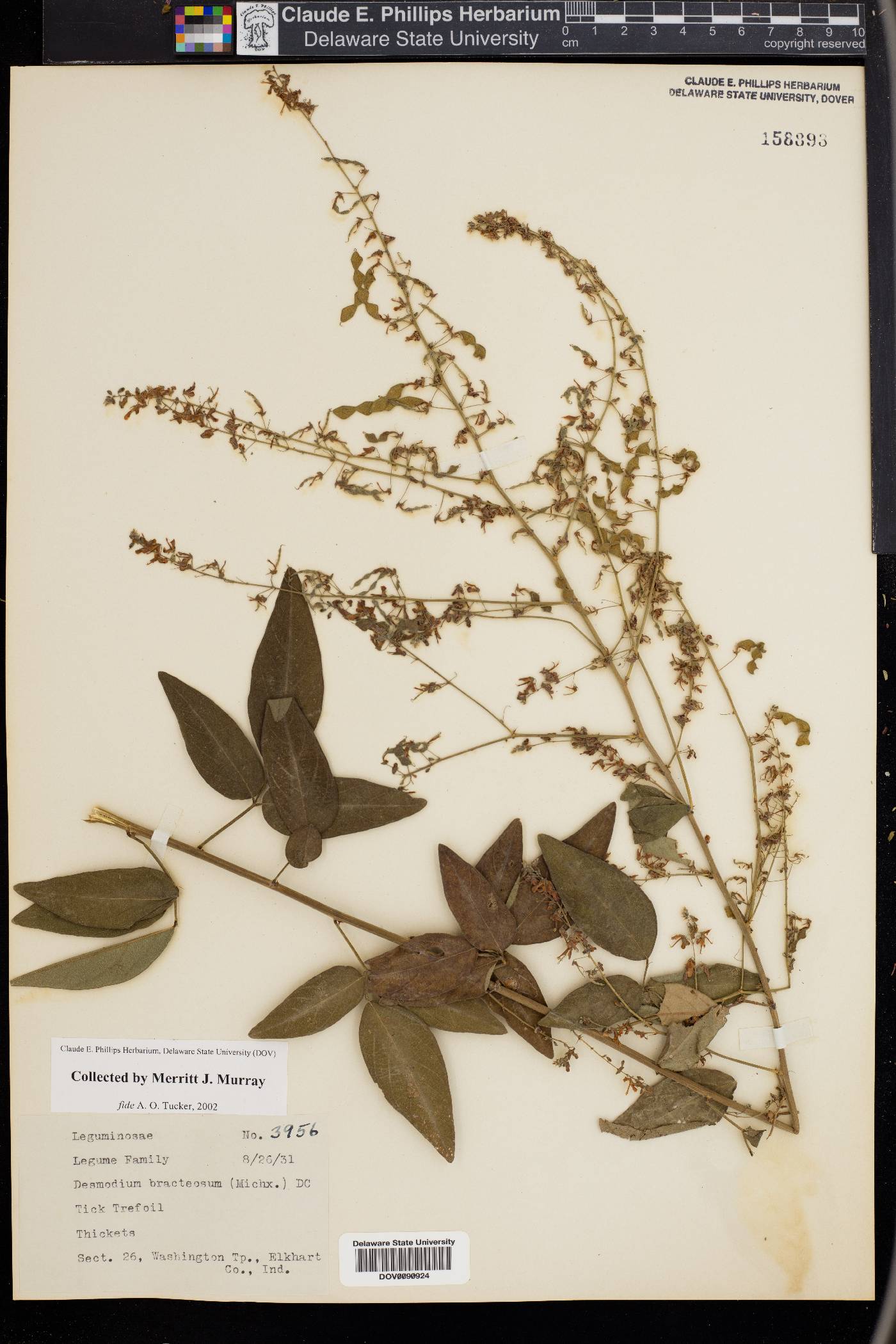 Desmodium bracteosum image