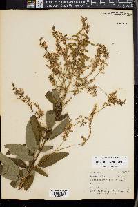 Desmodium bracteosum image