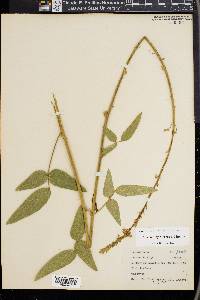 Desmodium bracteosum image