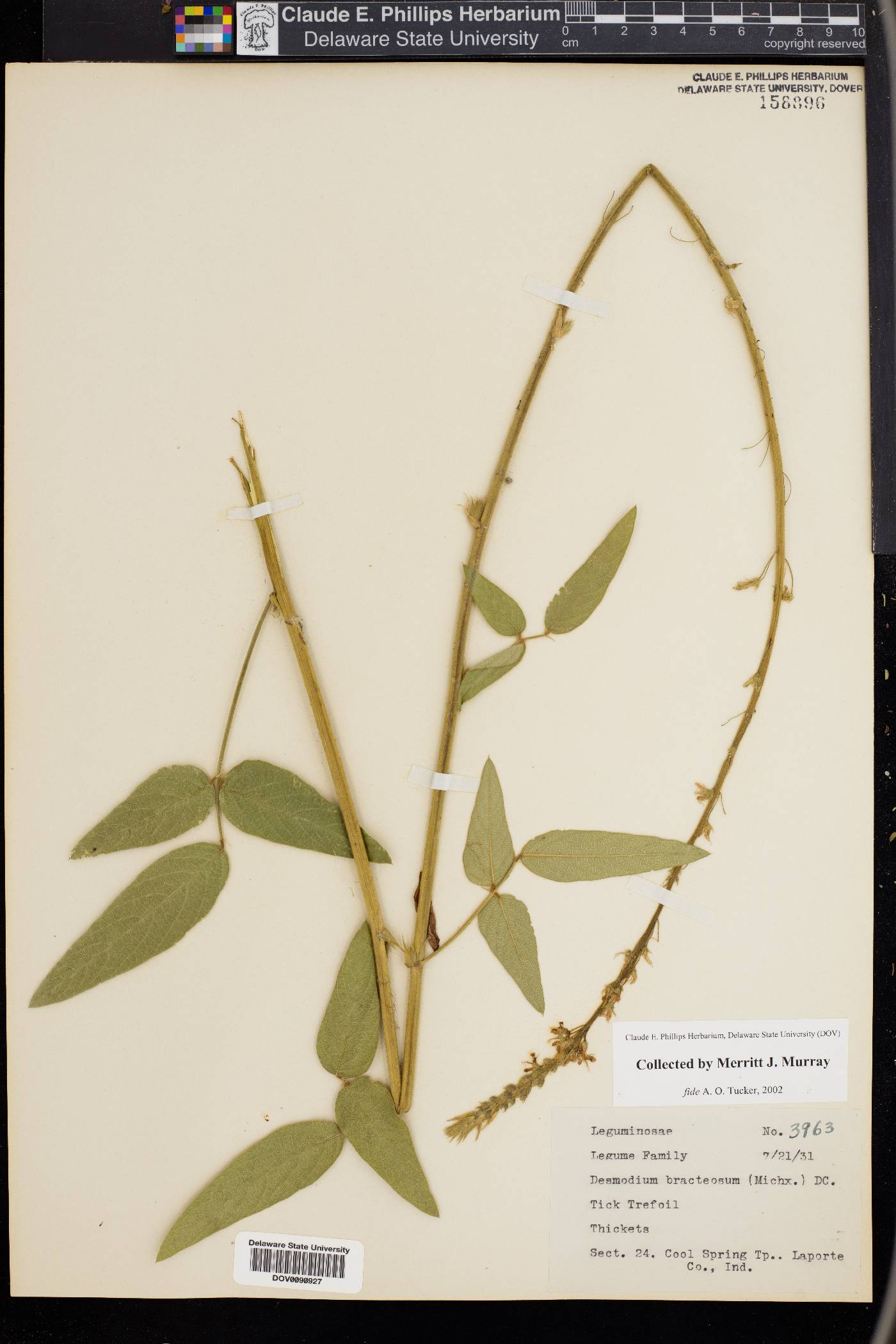 Desmodium bracteosum image