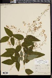 Desmodium bracteosum image