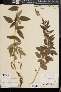 Desmodium canadense image