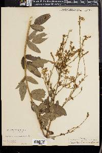 Desmodium canadense image