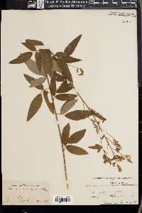 Desmodium canadense image