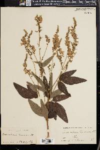 Desmodium canadense image