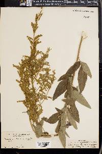 Desmodium canadense image