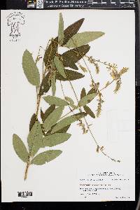 Desmodium canadense image