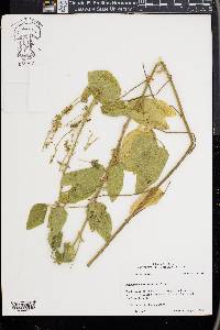 Desmodium canescens image