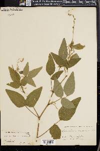 Desmodium canescens image