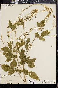 Desmodium canescens image