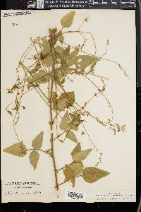 Desmodium canescens image