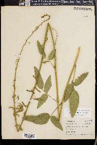 Desmodium canescens image