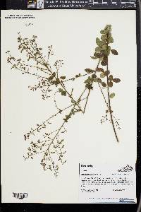 Desmodium ciliare image