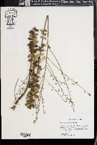 Desmodium ciliare image