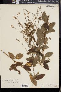 Desmodium dillenii image