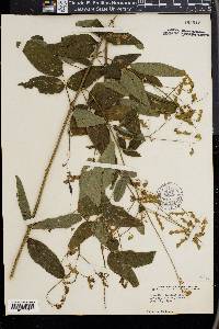 Desmodium dillenii image