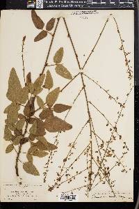 Desmodium rhombifolium image