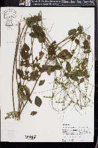 Desmodium glabellum image