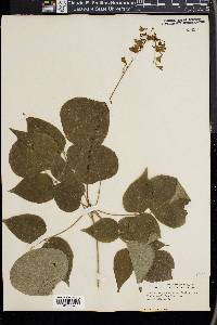 Desmodium grandiflorum image