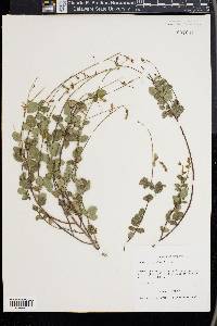 Desmodium grahamii image