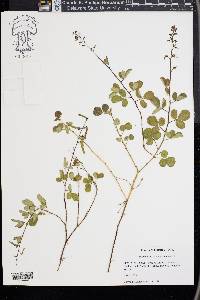 Desmodium incanum image