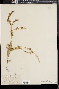 Desmodium plicatum image