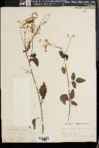 Desmodium rigidum image