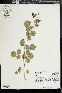 Desmodium rotundifolium image