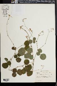 Desmodium rotundifolium image