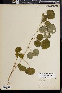 Desmodium rotundifolium image