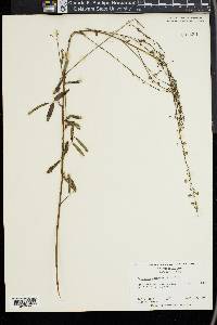 Desmodium strictum image