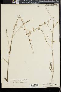 Desmodium strictum image