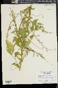 Desmodium tortuosum image