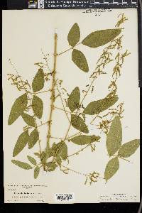 Desmodium tortuosum image